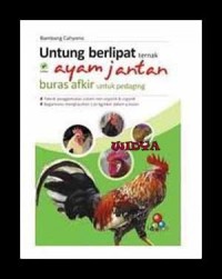 Untung Berlipat Ternak Ayam Jantan Buras Afkir Untuk Pedaging