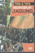 Trik & Tips Berkebun Jagung