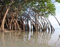 Mengenal Hutan Mangrove