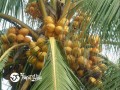 Cara Hebat Bisnis dan Usaha Berkebun Kelapa